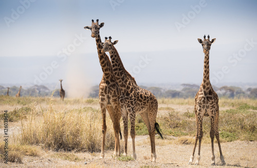 Giraffe on the hot african savannah