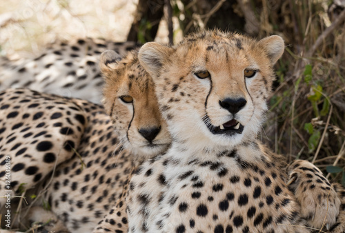 Amazing cheetah in Masai Mara National Park Kenia
