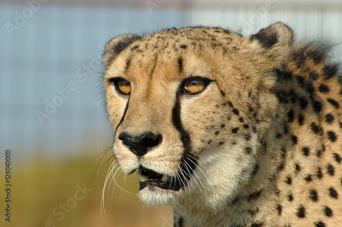 A cheetah in South Africa