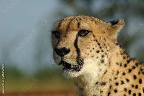 A cheetah in South Africa