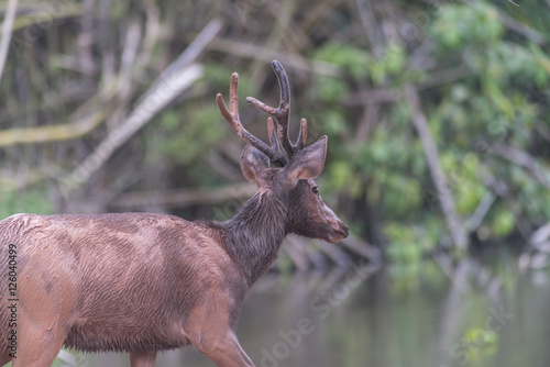 Sambar deer in forest at Khao Yai national park  Thailand