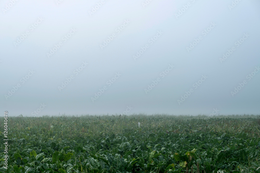 Agricultural land in fog. Geesteren. Achterhoek. Gelderland. The Netherlands. Agricultural land in fog. Geesteren. Achterhoek. Gelderland. The Netherlands.