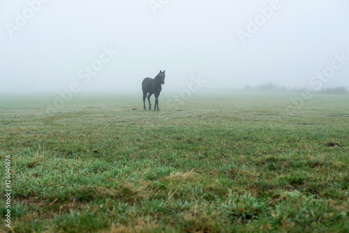 Fototapeta Naklejka Na Ścianę i Meble -  Lonely black horse in misty meadow. Geesteren. Achterhoek. Gelderland. The Netherlands.
