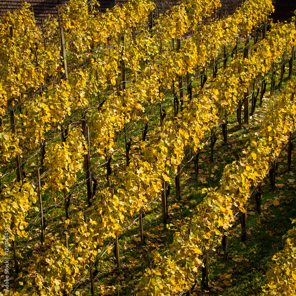 Vineyard on autumn season. Grape field Vineyard on autumn season. Grape field