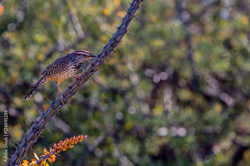 Fotografija Cactus Wren on Ocotillo Cane, State Bird of Arizona, Arizona Sonoran Desert Muse