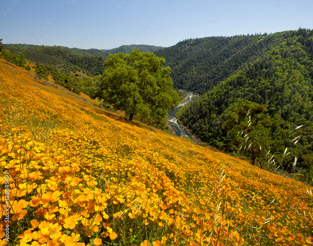 Fototapeta premium California Poppies, Coloma