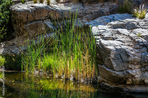 Φωτογραφία Creekside scene along Sabino Creek, Sabino Canyon, Tucson, Arizona