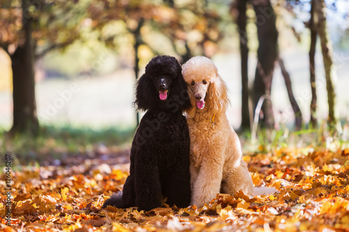 portrait of two royal poodle photo