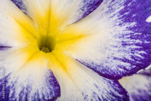 Fototapeta Naklejka Na Ścianę i Meble -  Zbliżenie kwiatu pierwiosnka w kolorach niebieskim, białymi i żółtym