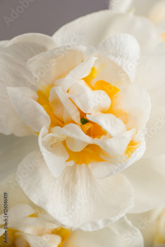 Fototapeta Naklejka Na Ścianę i Meble -  Kwiat narcyza na brązowym tle