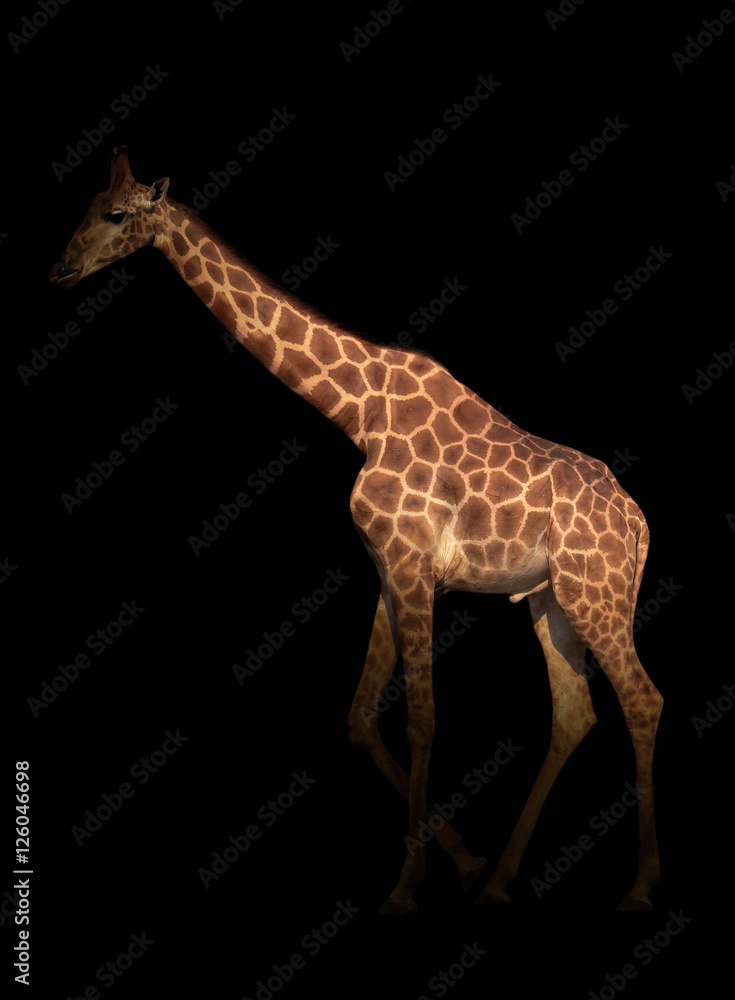 Obraz premium giraffe hiding in the dark