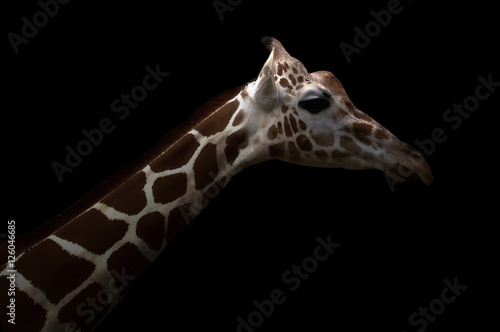 Photography giraffe hiding in the dark