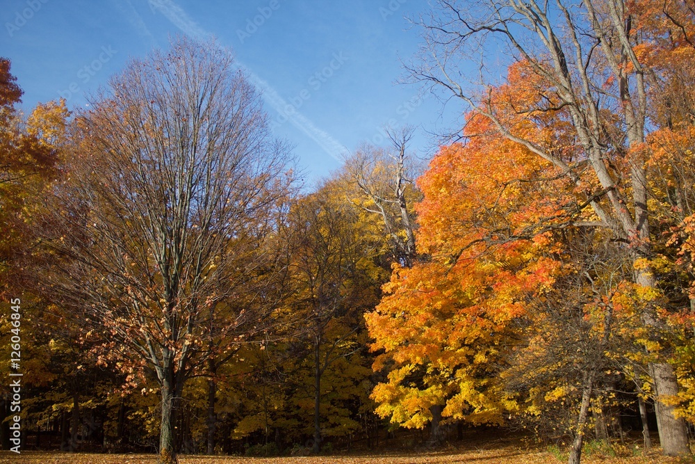 Fall in Chestnut RIdge