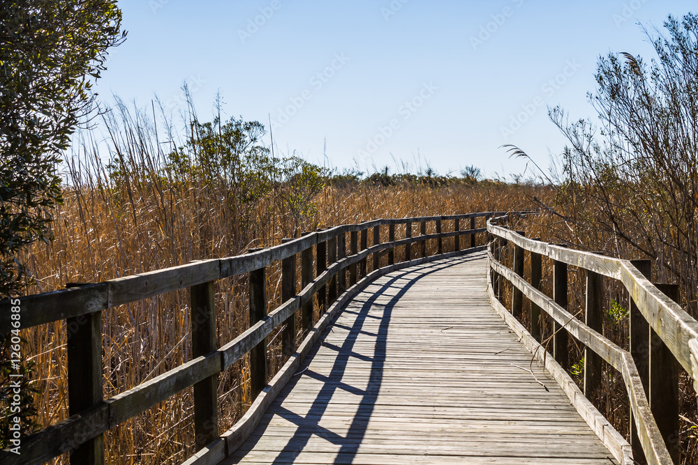 Footpath through reeds at Back Bay National Wildlife Refuge in Virginia Beach, Virginia.  