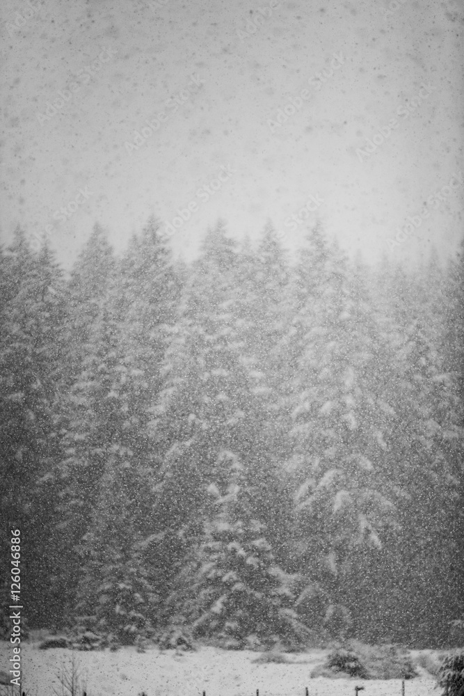 Snow falling heavily in an evergreen forest with focus on snowflakes creating a winter wonderland