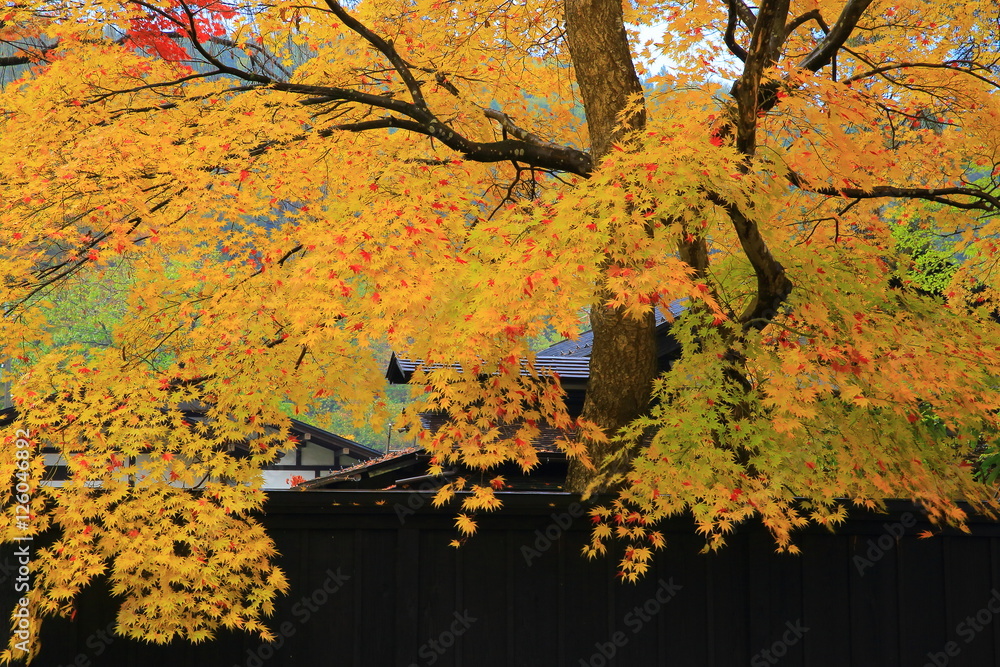 角館 紅葉の武家屋敷 角館 紅葉の武家屋敷