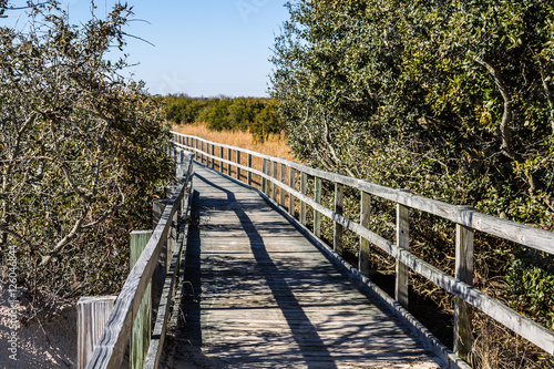 Footpath through foliage at Back Bay National Wildlife Refuge in Virginia Beach, Virginia. 