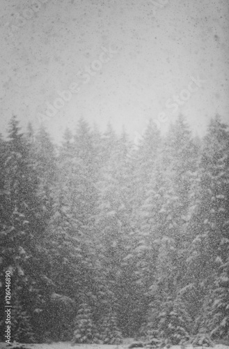 Snow falling heavily in an evergreen forest with focus on snowflakes creating a winter wonderland