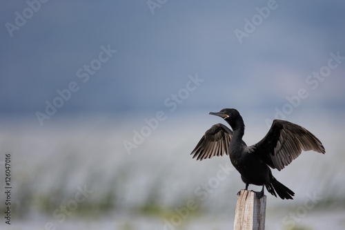 Neotropic cormorant (lat. Phalacrocorax brasilianus) perched on photo