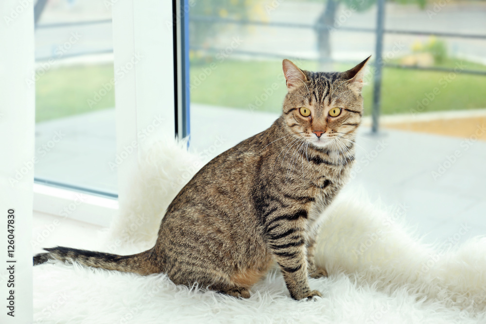 Grey tabby cat sitting on fluffy rug near window