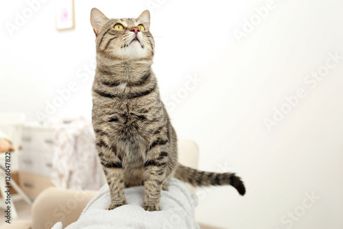 Grey tabby cat on light background