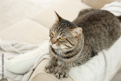 Grey tabby cat lying on backrest © Africa Studio