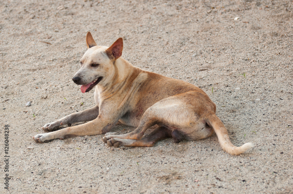 Stray dog and short hair sitting on the floor