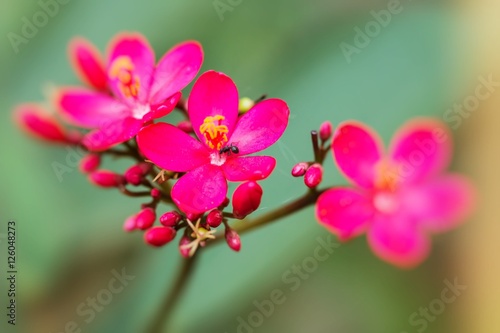 red flower with green leaf on blurred background © sarayuth3390