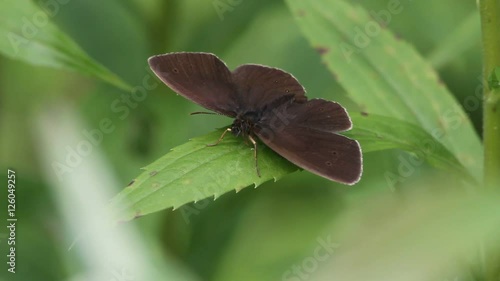 The Ringlet (Aphantopus hyperantus) on a plant