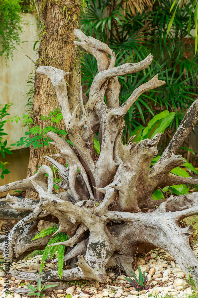 Old weathered tree stump with root in green summer landscape Old weathered tree stump with root in green summer landscape