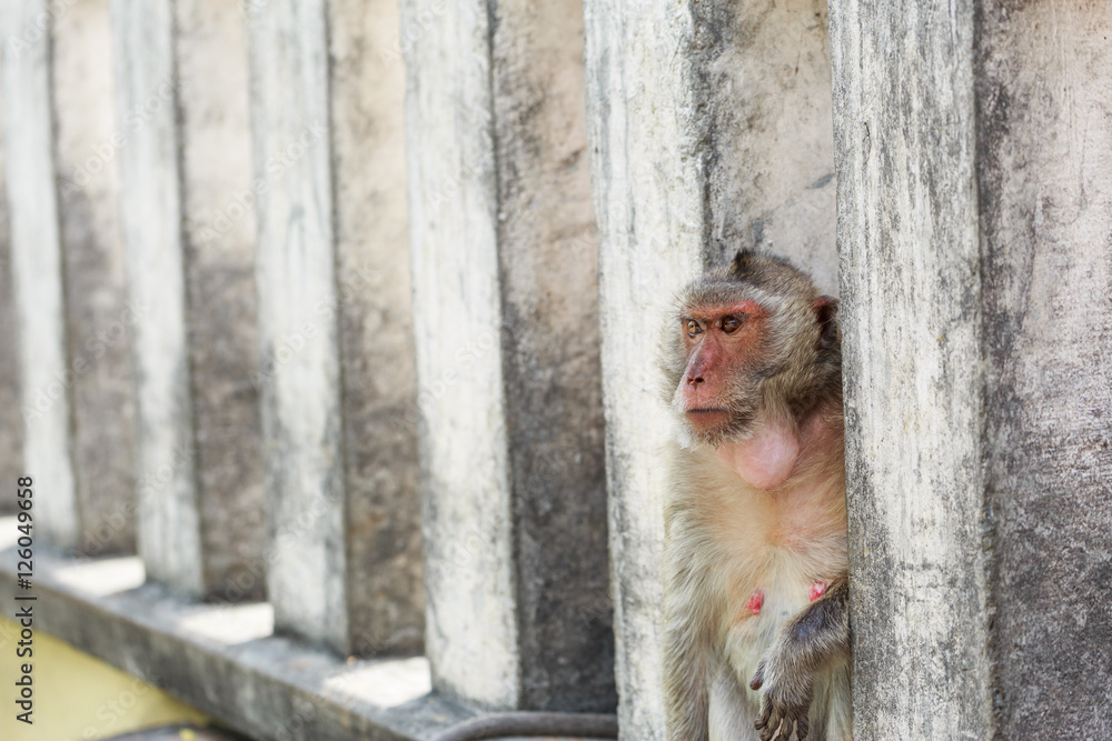 Monkey sitting on the cement wall