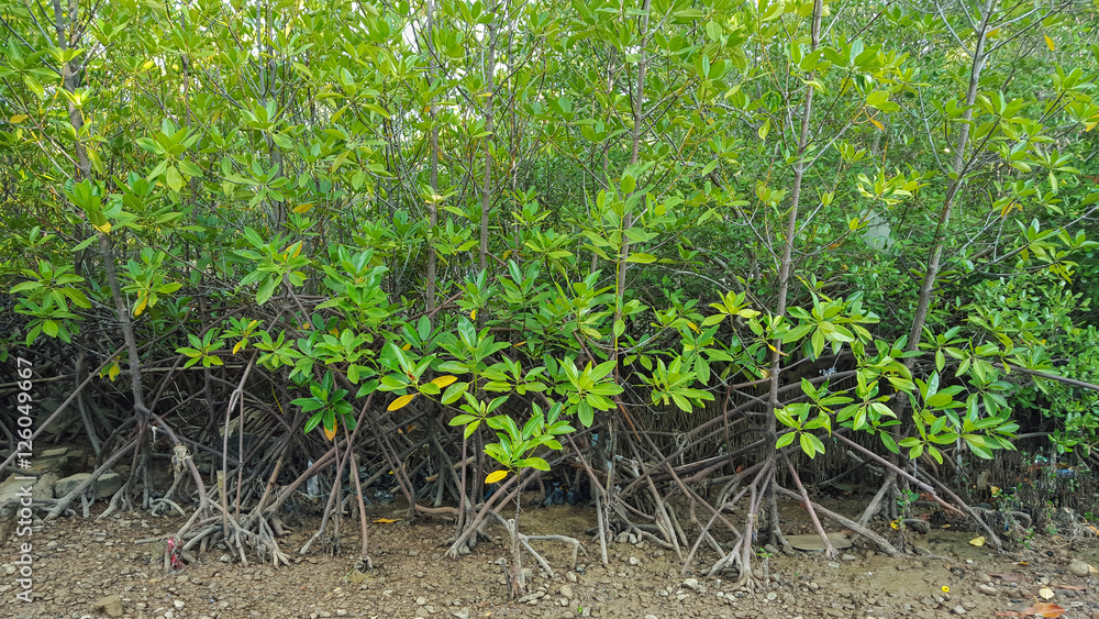 Mangrove forest, Red mangrove in Thailand Mangrove forest, Red mangrove in Thailand