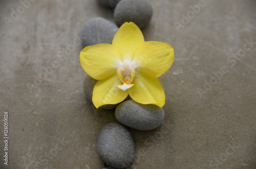 Pile of gray stone with yellow orchid on grey background.