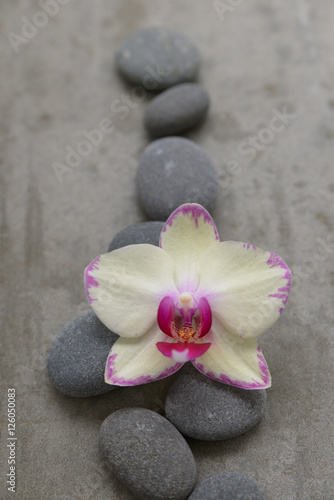 Gray stone with yellow orchid on grey background.