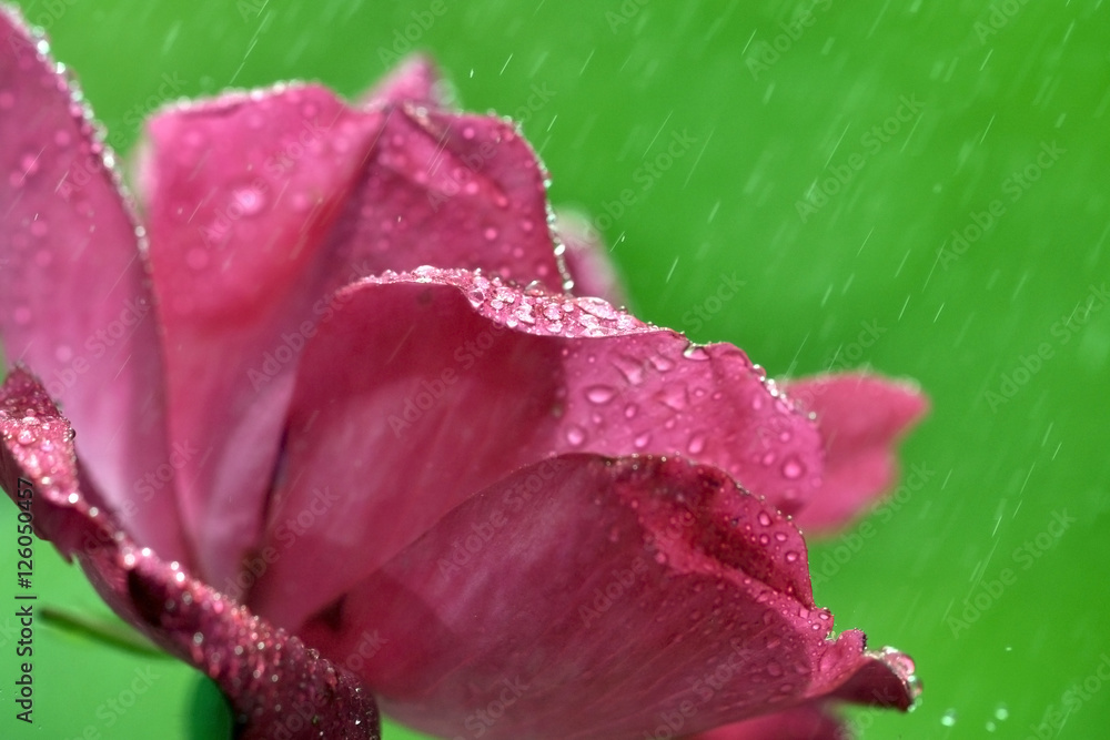 Pink roses in the rain