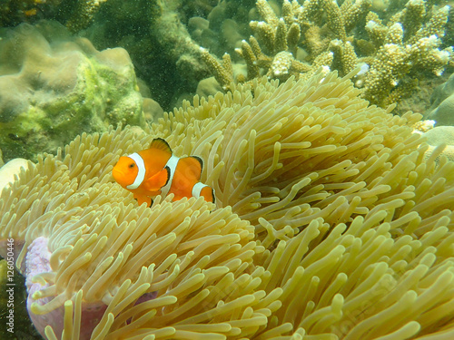Sea anemone fish (nemo) in the sea anemone at the tropical coral reef © tonguy324