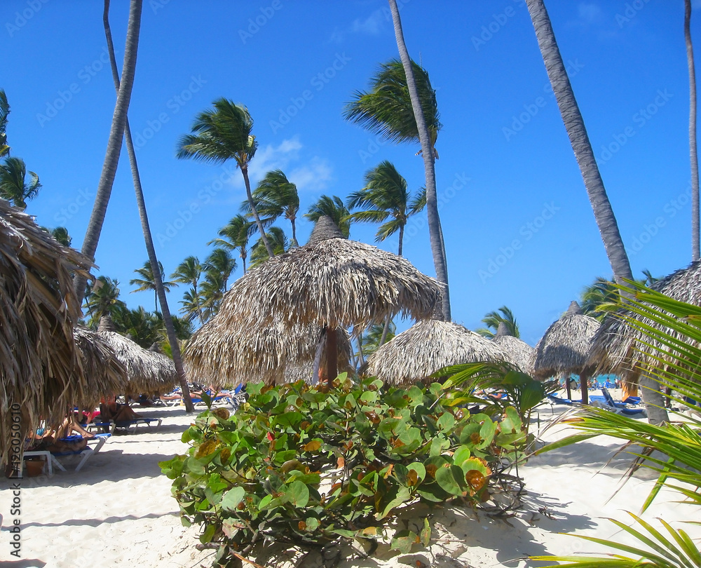 Caribbean beach Dominican Republic with coconut palms and white sand. Bounty Caribbean beach Dominican Republic with coconut palms and white sand. Bounty