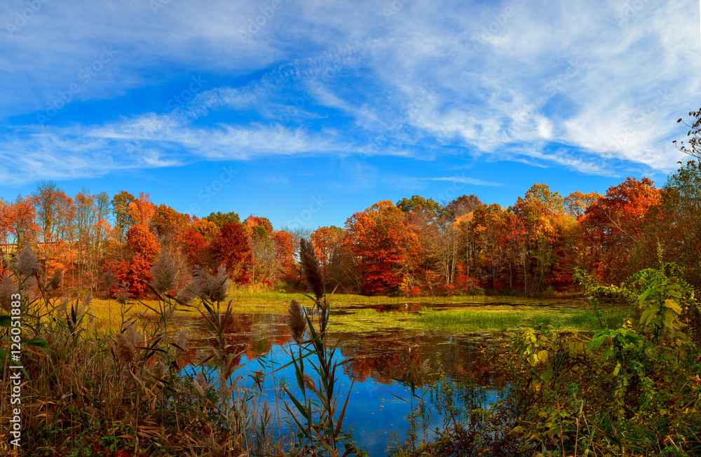 Pond in autumn, yellow leaves, reflection