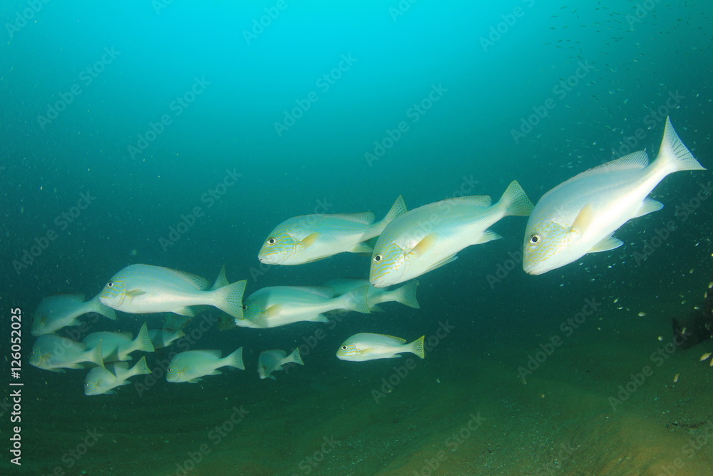Fototapeta premium School of Silver Sweetlips fish