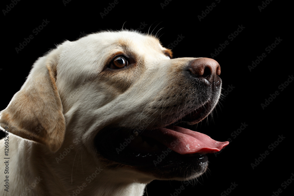 Close-up beige Labrador retriever dog in profile view isolated black background Close-up beige Labrador retriever dog in profile view isolated black background