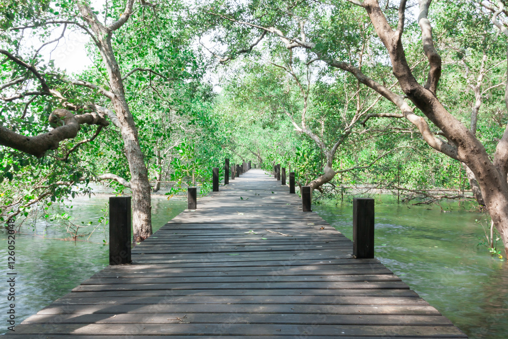 Fototapeta premium Wooden Bridge In Mangrove Forest