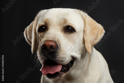 Close-up portrait of beige Labrador retriever dog with curious face in front view isolated black background