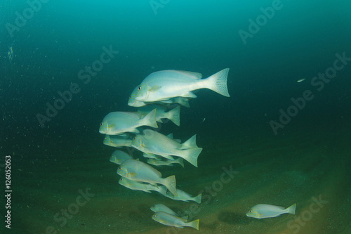 School of Silver Sweetlips fish