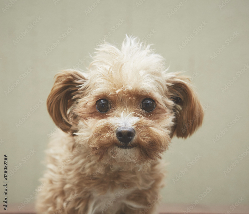 チワプーchihuapoo(chihuahuaxpoodle) チワプーchihuapoo(chihuahuaxpoodle)