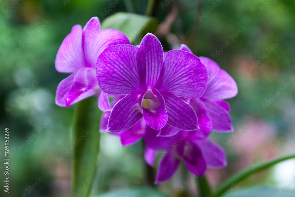Purple pink orchid Purple pink orchid