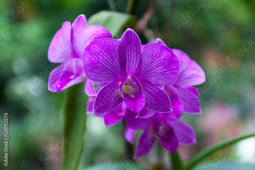 Purple pink orchid