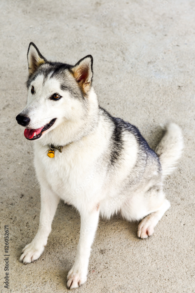 Siberian husky breed of dog, grey color on the concrete background