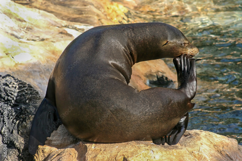 Fototapeta premium Sealion