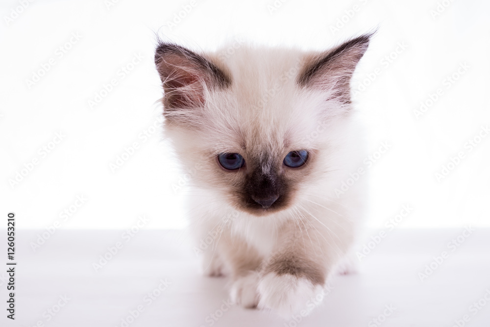 Sacred Birman kitten in the studio, purebred kittens on isolated background.