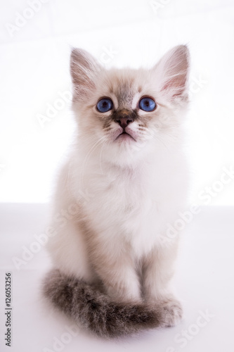 Sacred Birman kitten in the studio, purebred kittens on isolated background.